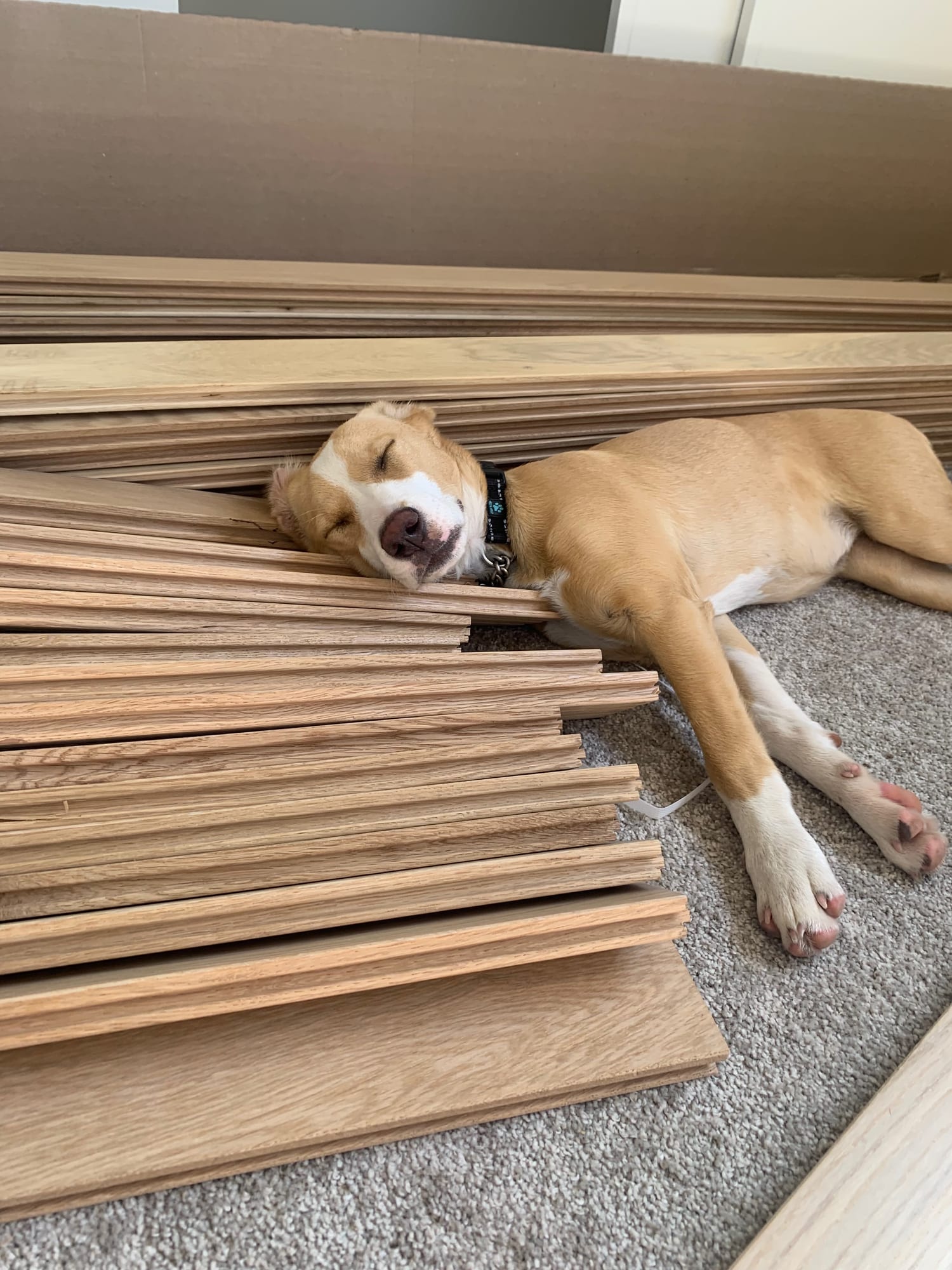 Cleo, the Dustin Cody Productions shop dog, napping on a stack of hardwood flooring